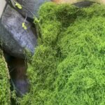 20Geternal Life Moss Diy Crafts Grass Artificial Green Plants Home Room Garden Decor Grass - Image 4