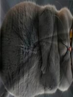 Men'S Big Size T-Shirt With Angry Cat Print, Polyester 95% Spandex 5%, Crew Neck, Casual Sports Style, Regular Fit, Knit Fabric, Slight Stretch, 180G/M? - Animal Pattern Top, Plus Size - Image 5