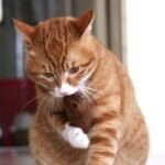 Cat Teaser Toy 1Pc Interactive Cat Teaser Toy | Cat Design Containing Squeaky Plush Pillow Toy - Pet Supply - Image 6