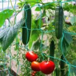 1Pc Plant Climbing Net 179.83Cm*89.92Cm, Trellis Netting For Climbing Plants, Planting Supplies & Tools, High Quality Nylon Garden Loofah Morning Glory Flowers Vine Plants Climbing Net Cucumber Vine Grow Holder Trellis Netting - Image 3