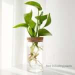 1Pc, Hydroponics Plants Desktop Glass Planter Vase For Home Decoration, Plant Propagation Station Bud Vase, Desktop Hydroponics Plant Vases For Living Room Table Decoration Kitchen Office - Image 5