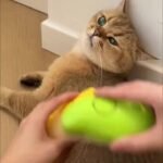 Self-Cleaning Massage Comb, Cat Comb Floating Hair Removal Comb, Pet Care Pet Grooming Brush, Cat Pet Steam Brush Electric Spray Massage Brush, Remove Tangles And Loose Hair For Cats And Dogs. - Image 10