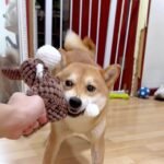 Plush Donkey Shaped Pet Dog Toy, Bite-Resistant And Grinding Teeth, Plush Toy With Bb Sound - Image 10