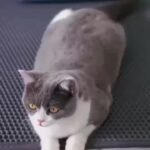 Double Layer Cat Litter Trapping Mat, Non-Slip Waterproof Cat Cleaning Mat For Pet Toilet Kennel Litter Box - Image 15