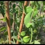 20Pcs Durable Green Plastic Garden Vine Strapping Clips - Versatile Plant Support Ties With Various Shapes For Tomato & Vegetable Gardens, Includes Ring & Buckle Holders - Image 11