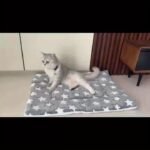Cozy All-Season Plush Pet Mat | Soft, Thickened Warm Blanket For Cats & Dogs | Machine-Washable, Durable Polyester | Ideal For Autumn & Winter Sleep Comfort | Star Patterned Design, Pet Sleeping Ma - Image 12