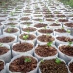100/200/300Pcs Seedling Nursery Bags, Non-Woven Fabric Planting Bags, Cloth Seedling Pots For Gardening, Soil Transplanting Supplies, 8.0X10.01 Cm Agricultural Production Accessories