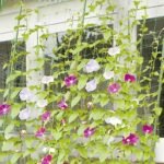 1Pc Plant Climbing Net 179.83Cm*89.92Cm, Trellis Netting For Climbing Plants, Planting Supplies & Tools, High Quality Nylon Garden Loofah Morning Glory Flowers Vine Plants Climbing Net Cucumber Vine Grow Holder Trellis Netting - Image 6