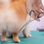 Pet Grooming Scissors Set With Safety Round Tip, Dog Cat Grooming Scissors, Stainless Steel Dog Cat Grooming Shears (Curved Scissor) - Image 7