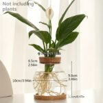 1Pc Bottle With Wooden Stopper Bottle Hydroponics Flower Bottle Container With Lid House Plant Pots Glass Vases Container Flower Arrangement Vase Ecosystem Containe Creative Hydroponic Planter For Living Room, Office, And Desktop Garden Decor - Image 7