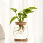 1Pc Bottle With Wooden Stopper Bottle Hydroponics Flower Bottle Container With Lid House Plant Pots Glass Vases Container Flower Arrangement Vase Ecosystem Containe Creative Hydroponic Planter For Living Room, Office, And Desktop Garden Decor - Image 8