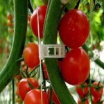 30/150Pcs Tomato Clips, Plastic Trellis Clips, Plant Support Clips, Grape Vine Tomato Vine Vegetables Plants Garden Support Clips To Grow Upright Makes Plants Healthier - Image 2