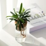 1Pc, Hydroponics Plants Desktop Glass Planter Vase For Home Decoration, Plant Propagation Station Bud Vase, Desktop Hydroponics Plant Vases For Living Room Table Decoration Kitchen Office - Image 9