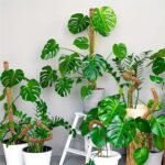 1Pc Diy Shape Plant Climbing Pole, Bendable Coconut Brown Stick, Plant Climbing Rattan Column Gardening Plant Support Rack Artificial Coconut Brown Stick - Image 8