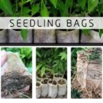 100Pcs, Seed Nursery Bags: Non-Woven Fabric Pots For Home Garden Supply And Soil Transplant Pouches - 8.0X10.01Cm - Image 11