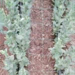 1Pc Plant Climbing Net 179.83Cm*89.92Cm, Trellis Netting For Climbing Plants, Planting Supplies & Tools - Image 7