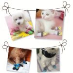 4Pcs Pet Paw Protection Dog Socks For Toy Dogs, Small Dogs And Cat, Non-Slip Pet Socks Christmas Pet Gift - Image 12