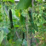1Pc Plant Climbing Net 179.83Cm*89.92Cm, Trellis Netting For Climbing Plants, Planting Supplies & Tools, High Quality Nylon Garden Loofah Morning Glory Flowers Vine Plants Climbing Net Cucumber Vine Grow Holder Trellis Netting - Image 5
