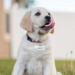 Custom Personalized Engraved Dog Id Tags, Custom Engraved Dog Bone Name Tags For Puppy Small Medium Pet Dogs With Phone Number - Image 8