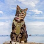 Tactical Cat Vest With Adjustable Straps & Red Cross Patch - Durable 600D Nylon Chest Harness For Small Dogs & Cats, Secure Leash Attachment, Ergonomic Design For Training & Outdoor Adventures, Cat Vest Harness, Adventure Pet Gear, Sturdy Construction - Image 11