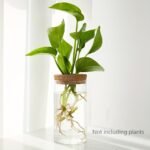 1Pc, Hydroponics Plants Desktop Glass Planter Vase For Home Decoration, Plant Propagation Station Bud Vase, Desktop Hydroponics Plant Vases For Living Room Table Decoration Kitchen Office - Image 11