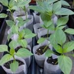 100/200/300Pcs Seedling Nursery Bags, Non-Woven Fabric Planting Bags, Cloth Seedling Pots For Gardening, Soil Transplanting Supplies, 8.0X10.01 Cm Agricultural Production Accessories - Image 6