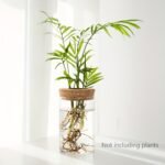 1Pc, Hydroponics Plants Desktop Glass Planter Vase For Home Decoration, Plant Propagation Station Bud Vase, Desktop Hydroponics Plant Vases For Living Room Table Decoration Kitchen Office - Image 10