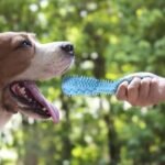 Striped Durable Dog Chew Stick - All-Breed Dental Health Toothbrush Toy For Teeth Cleaning & Massage - Image 12