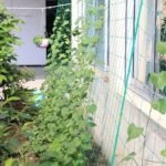 1Pc Plant Climbing Net 179.83Cm*89.92Cm, Trellis Netting For Climbing Plants, Planting Supplies & Tools, High Quality Nylon Garden Loofah Morning Glory Flowers Vine Plants Climbing Net Cucumber Vine Grow Holder Trellis Netting - Image 2
