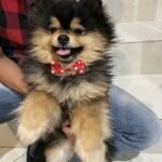 Polka Dot Bow Tie Pet Dog Collars Adjustable Necklace Collar Safety Bow Tie Collars Dog Pet Supplies - Image 8