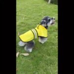 Pet Raincoat, Adjustable Dog Raincoat, Thin And Suitable For All Seasons, With Excellent Waterproof Performance. Available In 3 Colors: Yellow, Blue And Red. Complete Sizes: Xs, S, M, L, Xl, 2Xl, 3Xl, 4Xl. Suitable For All Dog Breeds. - Image 18