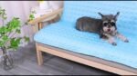 1 Piece Medium/Large Dog Bed Crate Mat Indoor And Outdoor Pet Mat Non-Slip Dog Bed Mat Super Soft Comfortable Sleeping Mat Washable Suitable For Cats And Dogs, Universal For All Seasons Xl Suitable For Large Dogs Great For Christmas Gifts - Image 19