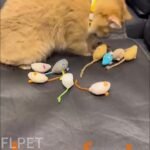 200Pcs/64Pcs/32Pcs/16Pcs Mixed Cat Toy Set - Assorted Plastic Toys For Multiple Cats, Random Colors & Styles, Keeps Playtime Fun Every Day (Plastic/Polyester/Artificial Feathers) - Image 11