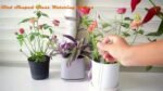 5Pcs Bird-Shaped Self-Watering Globes - Automatic Flower Watering System With Drip Tray, Ideal For Home Garden, Balcony Succulents & Shower Plants, Durable Plastic Design, Plant Watering System, Balcony Gardening, Elegant Bird Design, Transparent Material - Image 7