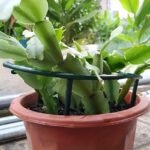 8Pcs/Set (4 Curved Rods + 4 Straight Rods), 9.84-Inch Plastic Plant Support Stake Ring, Suitable For Greenhouse Garden, Semi-Circular Fixed Rod For Indoor Flowers And Climbing Plants, Flexible And Adjustable Bonsai Tool, Easy To Fix Height - Image 5