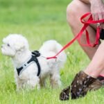 150 Pcs/10 Rolls Thick Leak-Proof Dog Poop Bags, Suitable For Outdoor Walks, Available In Black And Green Colors - Image 4