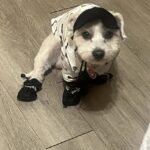 4Pcs Water-Resistant Dog Shoes For Small Dogs - Protect Your Pet'S Paws And Keep Them Dry Christmas Gift - Image 6