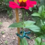 50/30/10Pcs Adjustable Plant Clips - Reusable Garden Support For Flowers, Vines, Vegetables & Tomatoes - Durable Plastic, Essential Gardening Tools - Image 11