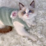 Adorable Autumn And Winter Cat Winter Clothes, Thickened Vest For Warmth, Anti-Fall Design For Puppies, Kittens, And Small Pets - Image 6