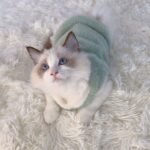 Adorable Autumn And Winter Cat Winter Clothes, Thickened Vest For Warmth, Anti-Fall Design For Puppies, Kittens, And Small Pets - Image 5