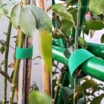 1 Roll 5M/196Inch Hook And Loop Garden Plant Ties Tape, Reusable And Adjustable Fastener For Strong Support In Indoor/Outdoor Gardening, Thicker Design For Tomato Vines & Growing Plants, Gardening Gift Idea - Image 5