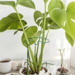 Plant Stem Support - Durable Monstera Stabilizer Grab Bar, Unique Climbing Plant Design, Turtle-Shell Bungie Kit, Ideal Plant Support For Healthy Growth, Decorative Plant Support - Image 5