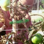 Durable Plastic Garden Trellis Clips - 10/50/100/150Pcs - Ideal For Supporting Tomato, Grape Vines & Vegetables - Promotes Healthy Upright Growth, Garden Trellis For Climbing Plants - Image 10