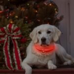 Led Webbing Collar, Suitable For Small To Medium Dogs - Keep Your Pet Safe And Visible During Nighttime Walks - Image 10