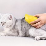 Lemon/Mango/Banana Styles, Multiple Options Available. Self-Cleaning Steam Cat Brush, One-Key Spray & Massage, Universal For Cats And Dogs. Standard Version (Fixed Head + 150Mah), Lemon Pro Version (2 Replaceable Heads + 400Mah Large Battery). - Image 4