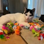 200Pcs/64Pcs/32Pcs/16Pcs Mixed Cat Toy Set - Assorted Plastic Toys For Multiple Cats, Random Colors & Styles, Keeps Playtime Fun Every Day (Plastic/Polyester/Artificial Feathers) - Image 6