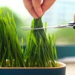 (Without Seeds) Cat Grass Planting Box, Planting Hydroponics Box, Garden Seed Sprouter Tray, Seed Sprouting Trays Set - Image 10