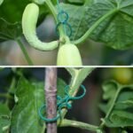 20/50/100Pcs Green Plastic Plant Clips For Climbing Plants - Durable Garden Support Clips For Tomatoes, Vegetables & Flowers, Secure Plant Stakes For Healthy Growth, Easy To Use & Remove, Garden Plant Support, Flower Stability, Sturdy Construction, Vegetable Stakes, Tomato Trellis, Lightweight Clips, Weatherresistant Material, Plant Tie Clips, Garden Stake, Home Gardners, Florist Supplies - Image 13