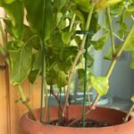 5Pcs, Potted Plant Support Rack/ Flower Vegetable Vine Climbing Bracket/ Balcony Creative Decorative Rack, Plant Fixed Rod Fixed Gardening Flower Plant Branch Dry Fixed Material Fiberglass Rod Rod Bonsai Support Rod Flower Vine - Image 6