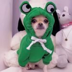 Cute Frog Pet Sweater For Small And Medium Dogs - Green Dog Hoodie With Fun Design Christmas Gift